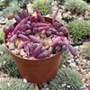 Ruby Necklace Plant &