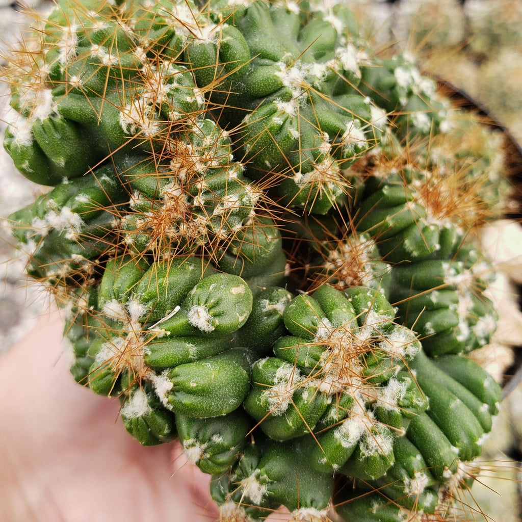 Cereus peruvianus monstrose &