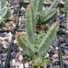 Huernia bayeri