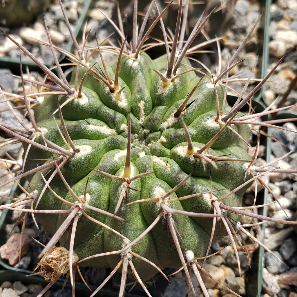 Echinopsis Sierra Grandensis