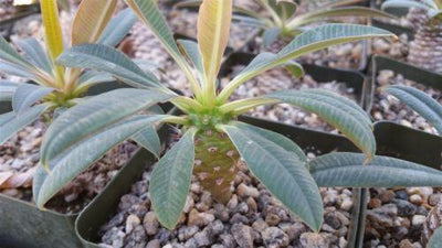 Euphorbia pachypadioides