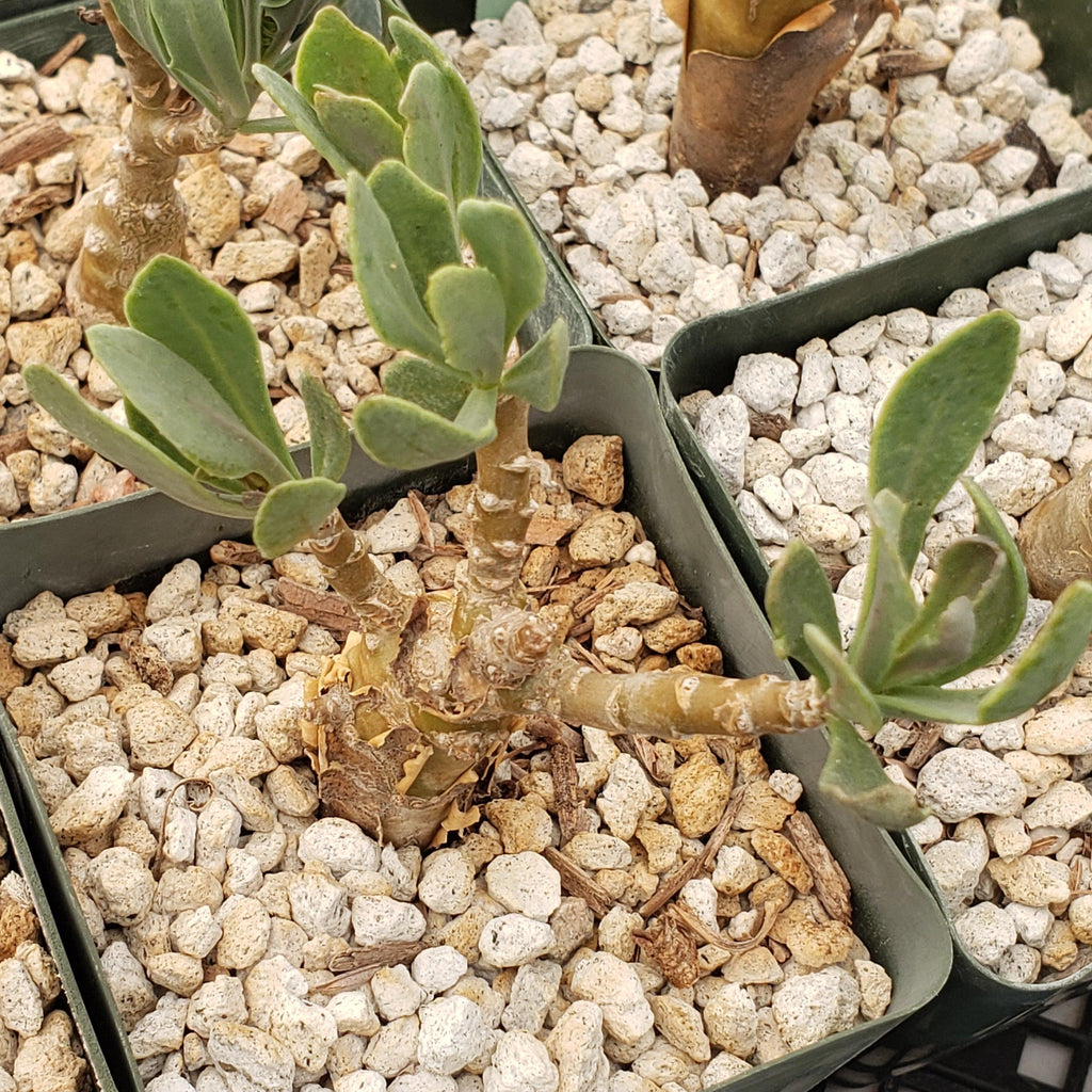 Othonna lobata hybrid