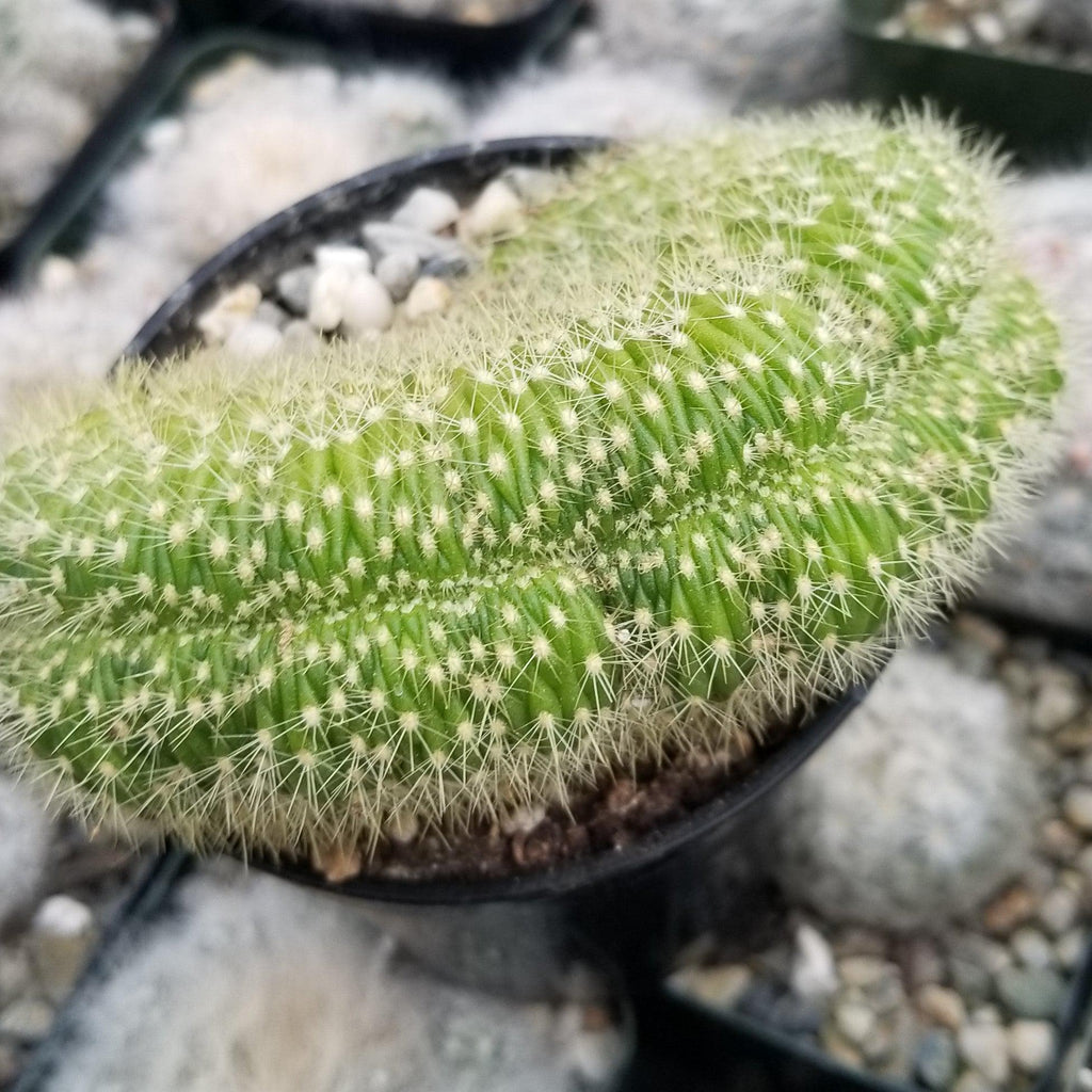 Trichocereus huascha cristata