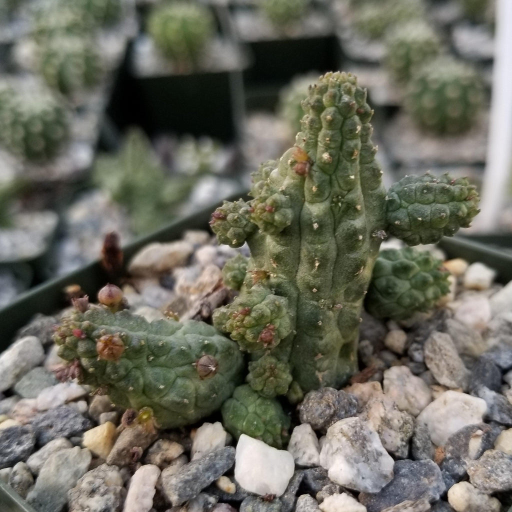 Echidnopsis cereiformis