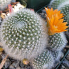 Rebutia muscula