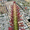 African Milk Tree - Euphorbia trigona &