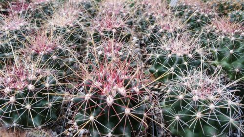 Texas Barrel Cactus &