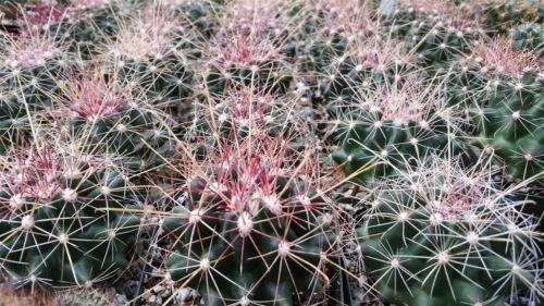 Texas Barrel Cactus 'Ferocactus hamatacanthus'