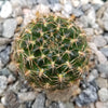 Sulcorebutia muschii