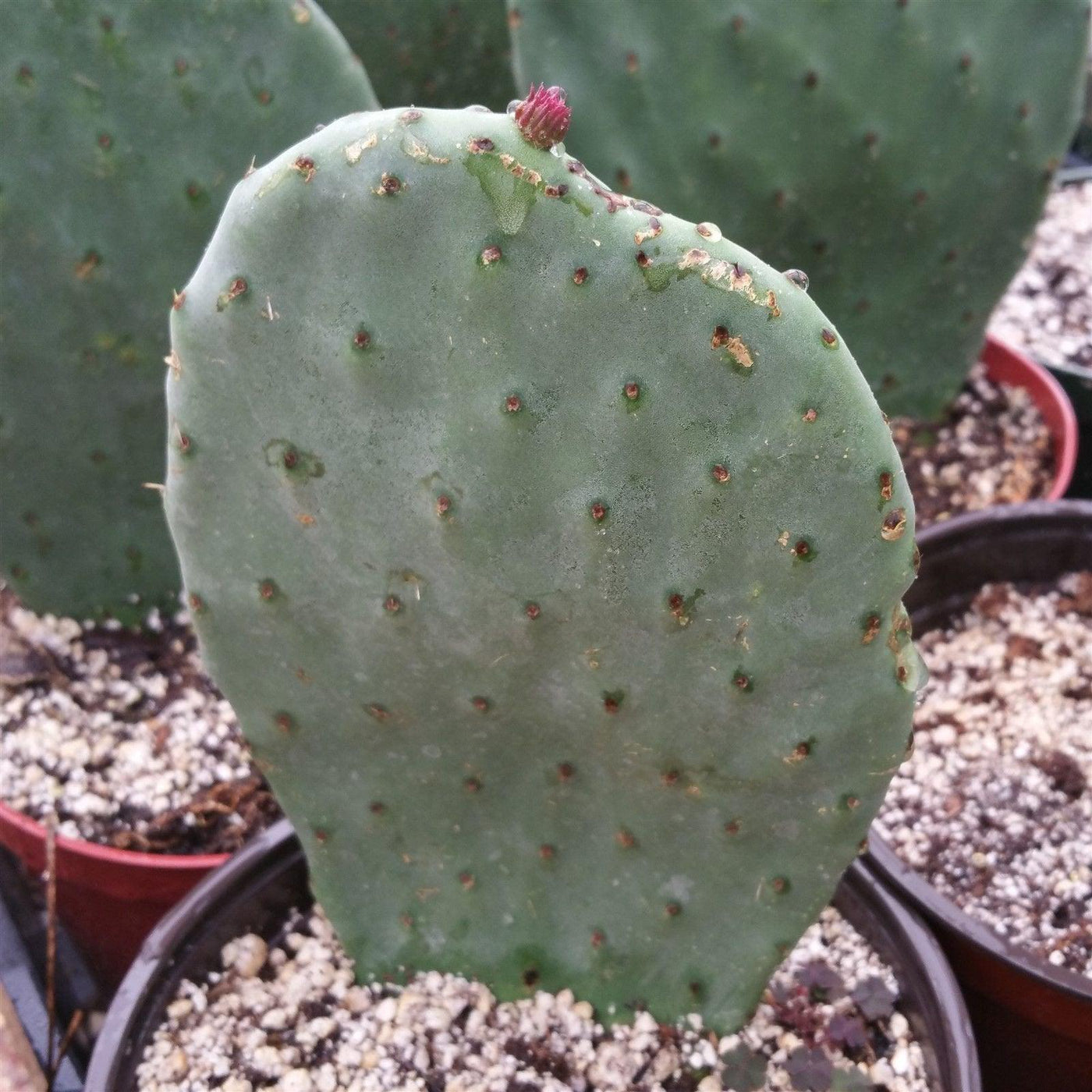 prickly pear cactus opuntia ficus indica Barbary Fig