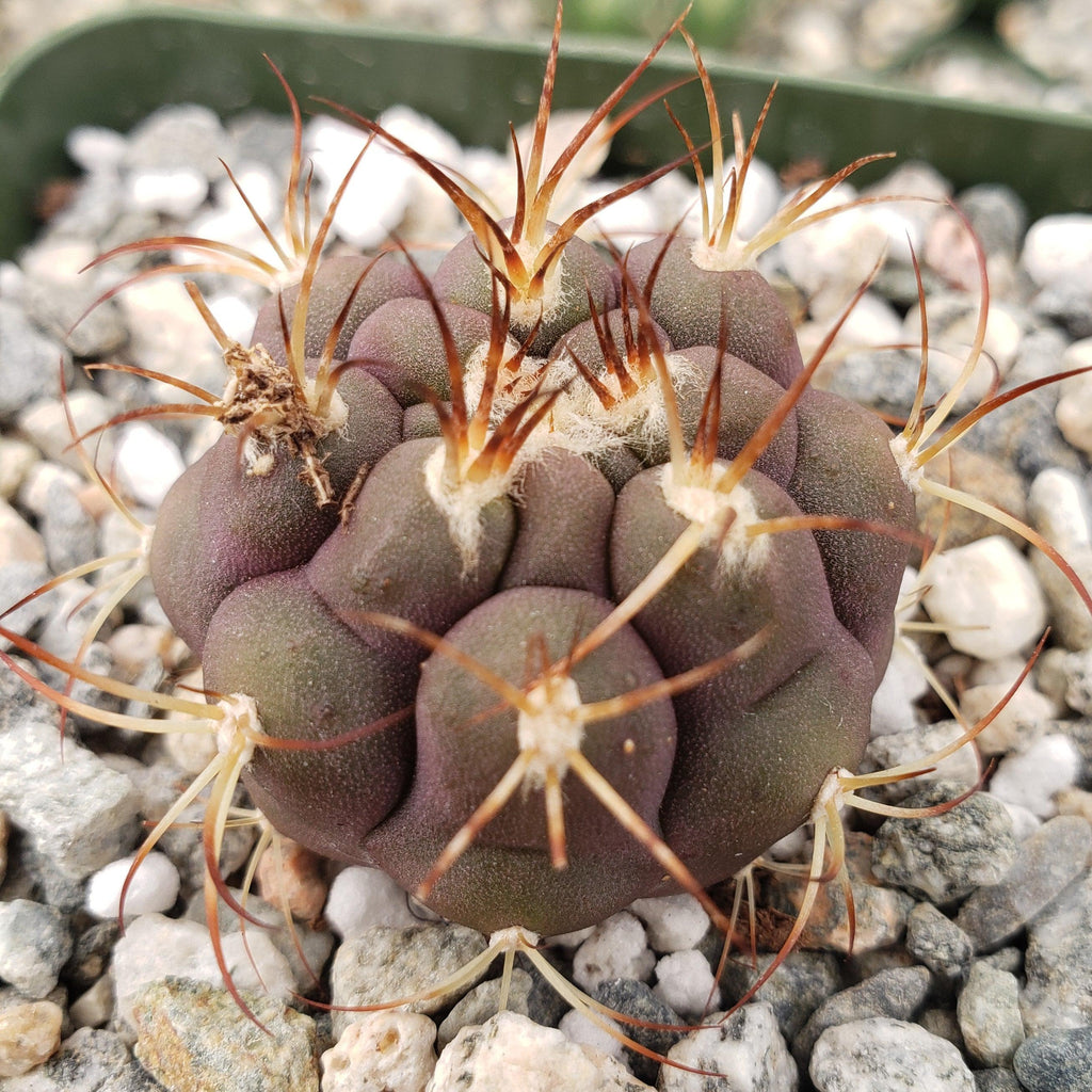 Gymnocalycium pflanzii albipulpa