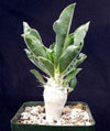 Pachypodium lealii