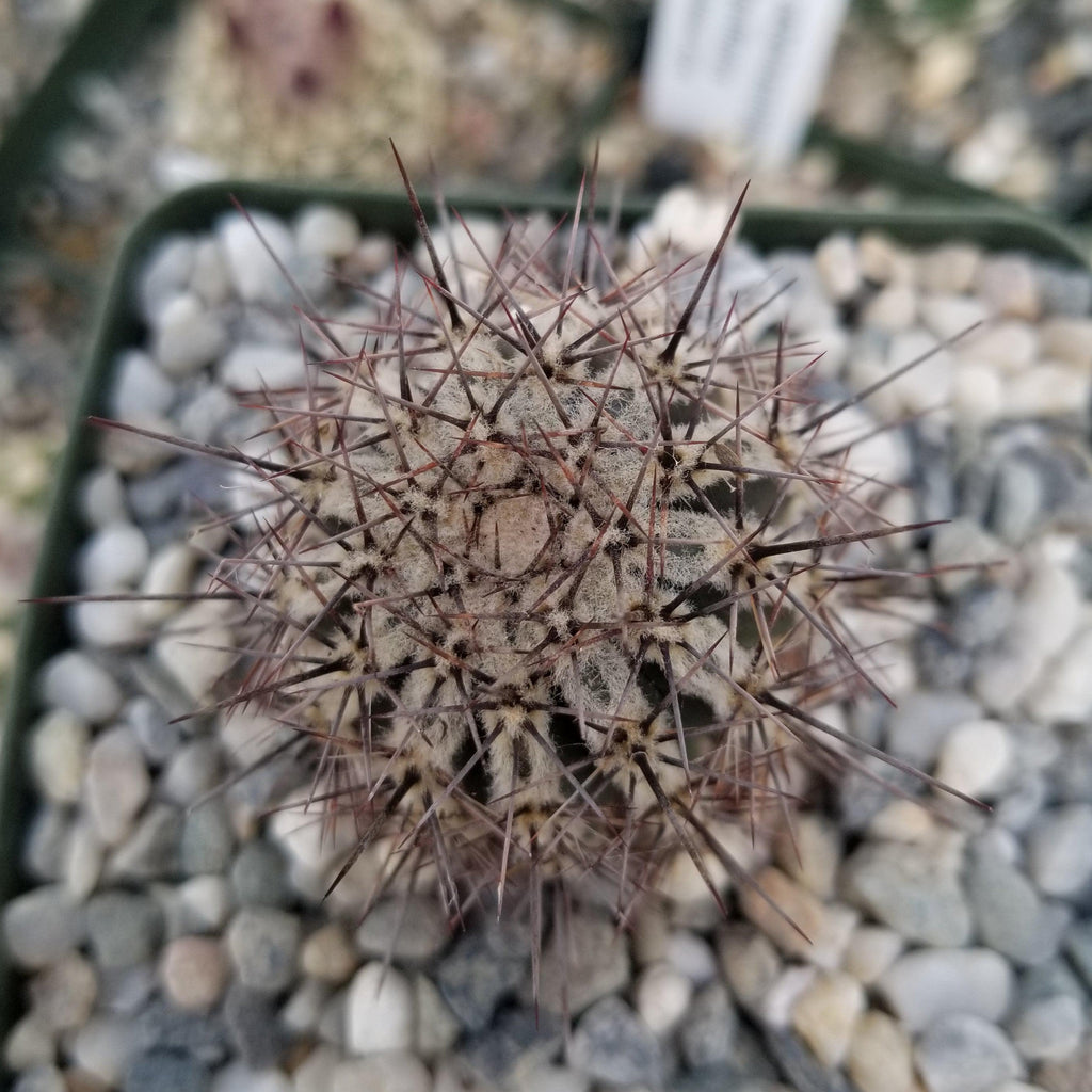 Echinopsis cv. Haku-Jo.