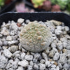 Pseudolithos harardheranus