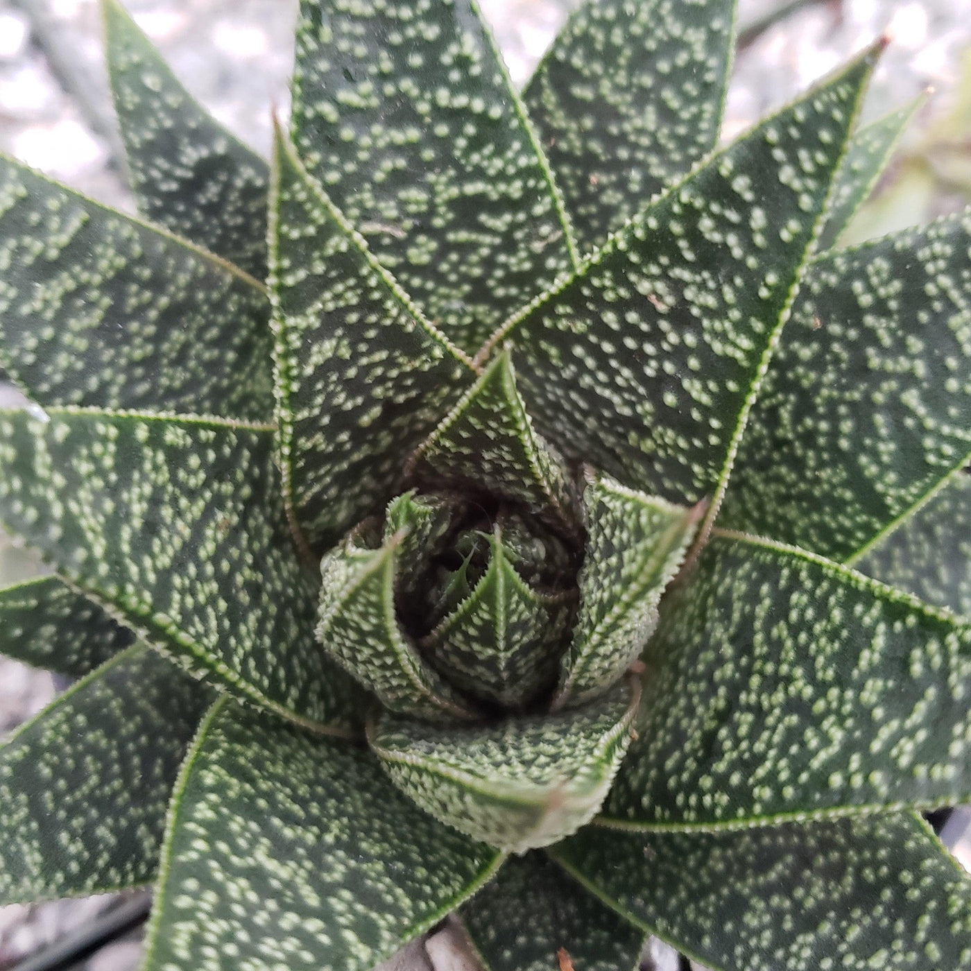 gasteria succulent flower Buy Gasteria Flow | Indoor Plants