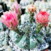 Gymnocalycium baldianum ‘Dwarf Chin Cactus’