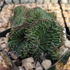 Euphorbia ammak crest