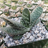 Gasteria bicolor liliputana