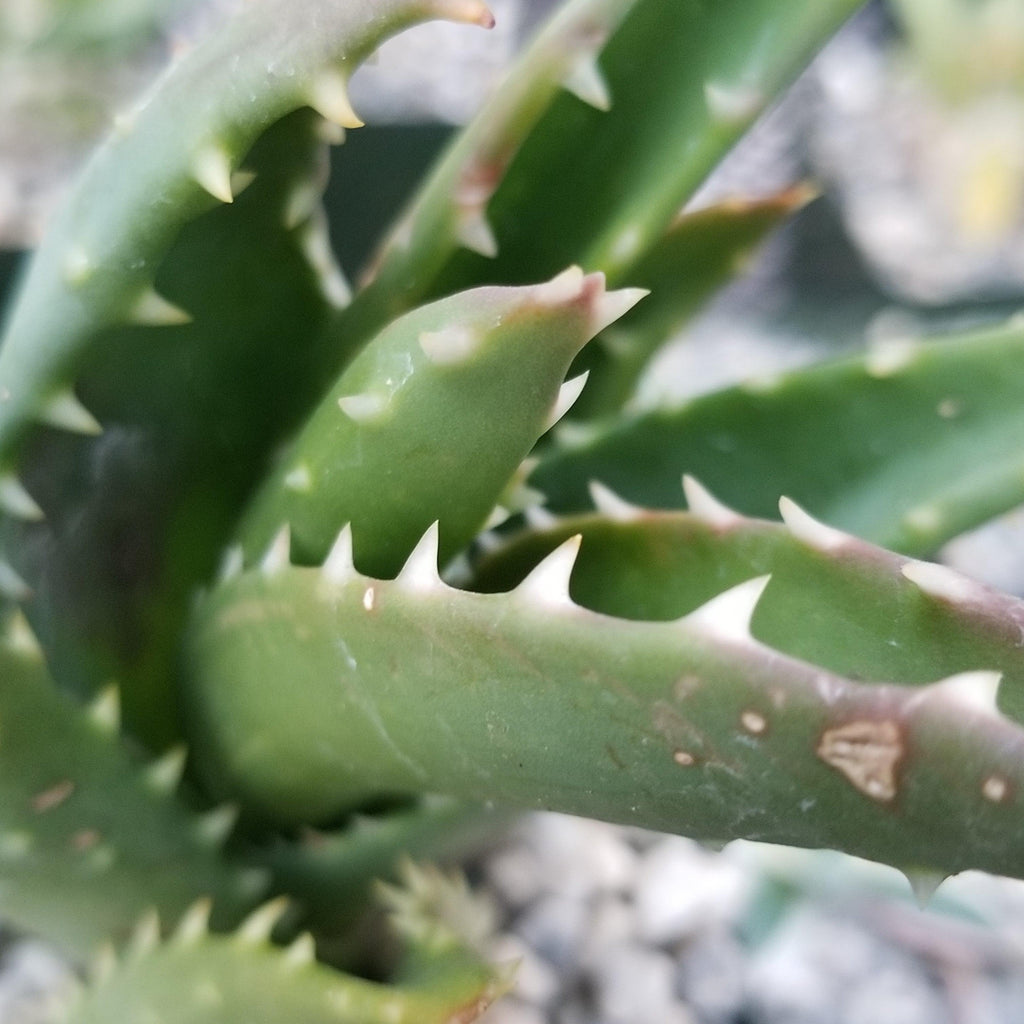 Aloe t-rex