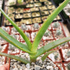 Aloe thraskii