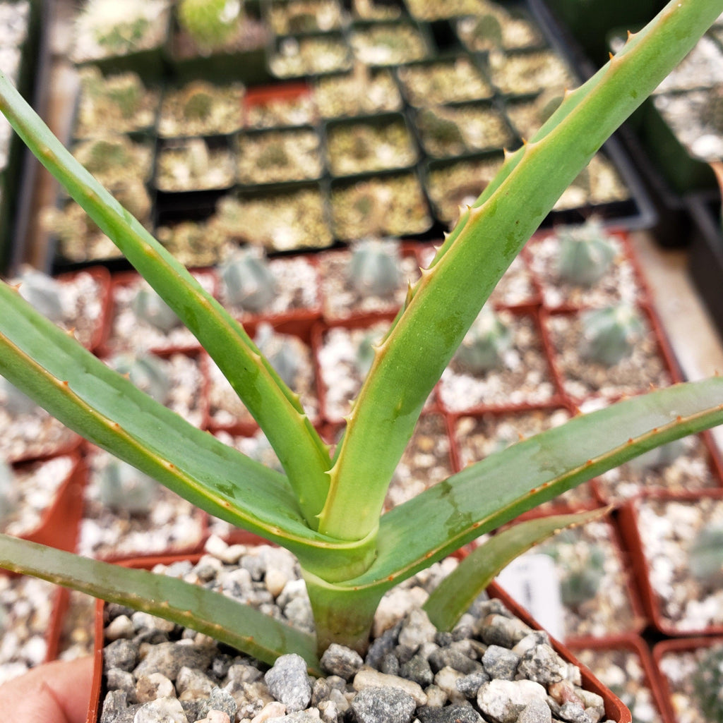 Aloe thraskii