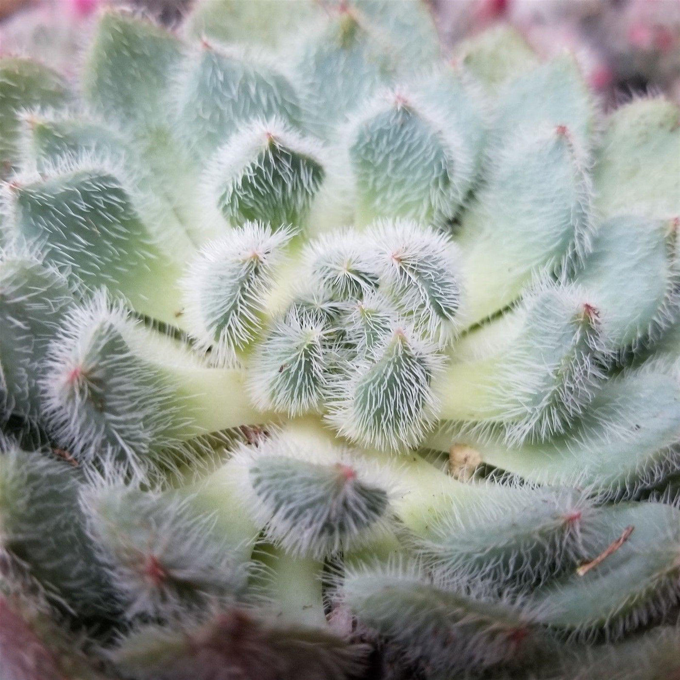white fuzzy succulent Buy the cute and fuzzy Echeveria Setosa from Planet Desert today