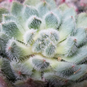 succulent plant with fuzzy leaves Buy the cute and fuzzy Echeveria Setosa from Planet Desert today