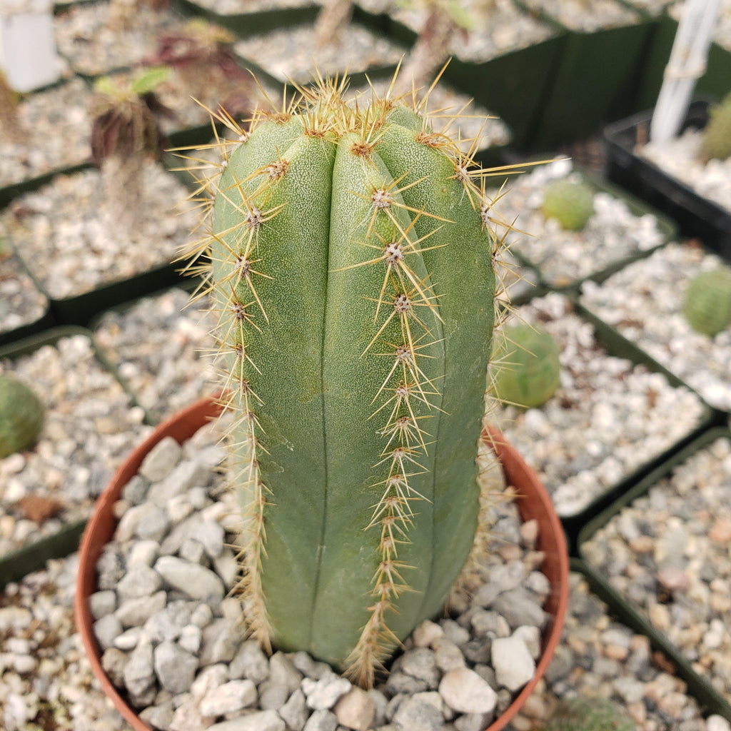  Isolatocereus dumortieri -4