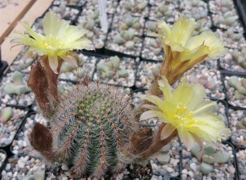 Echinopsis leucomalla cob cactus
