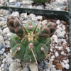 Gymnocalycium vatteri paucispinum