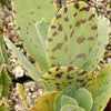 Kalanchoe marmorata