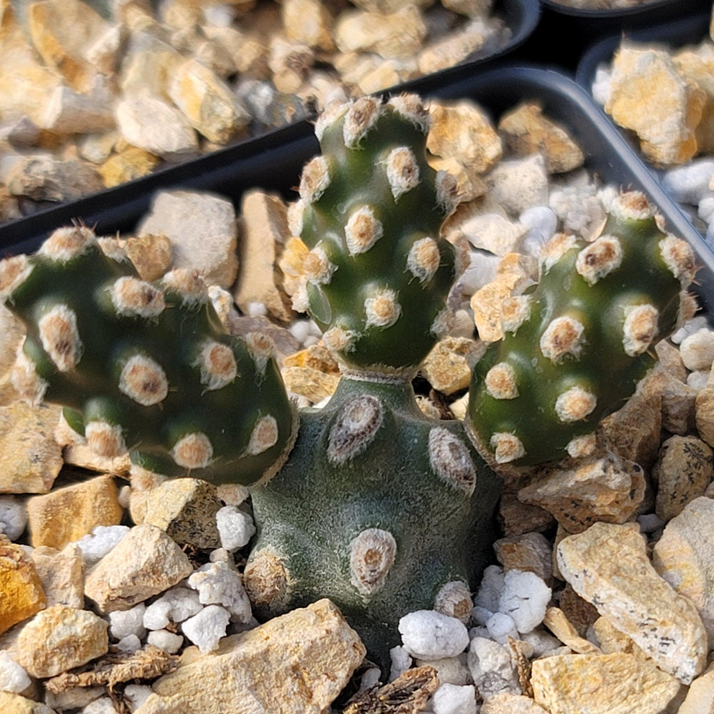 Tephrocactus molinensis