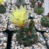 Gymnocalycium andreae