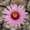 Echinocereus Fitchii