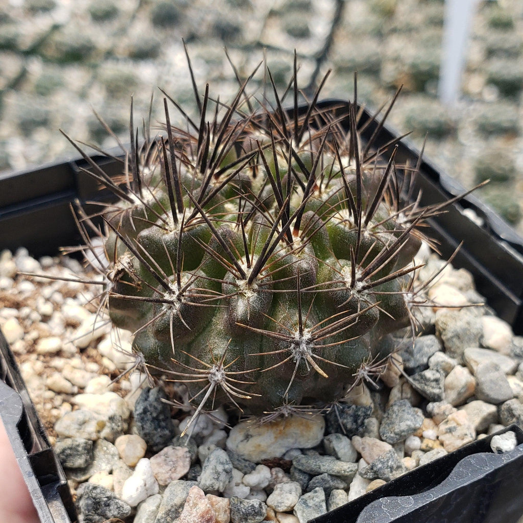 Neoporteria Violaciflora