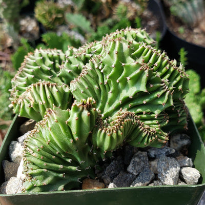 Euphorbia ammak crest
