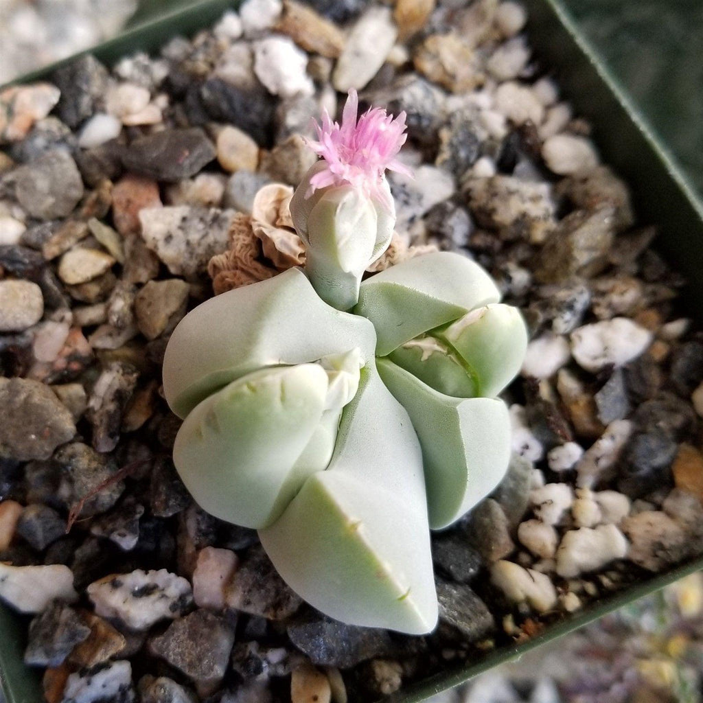 Gibbaeum album