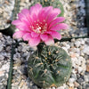 Gymnocalycium schreiteri