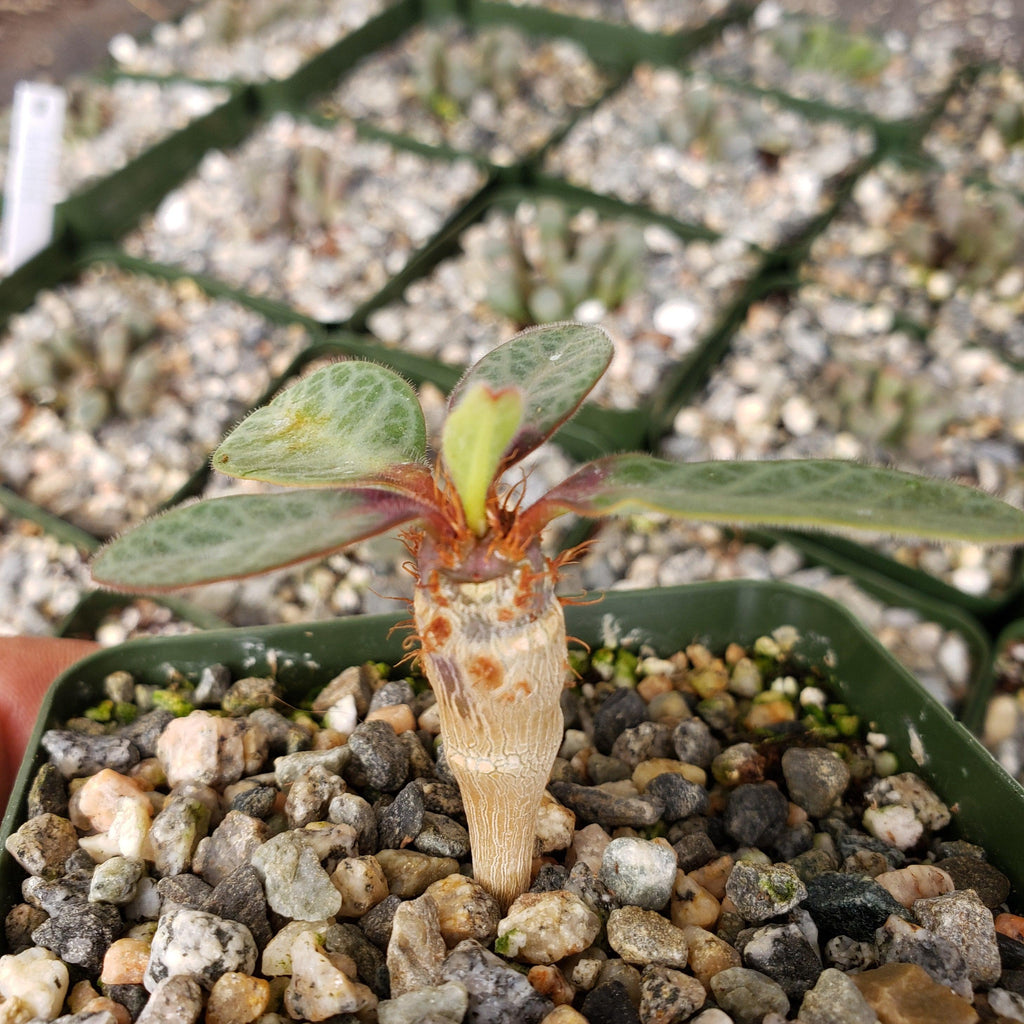 euphorbia iharanae