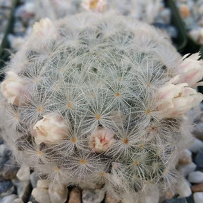 Feather Cactus ‘Mammillaria pulmosa’