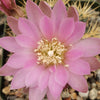 Gymnocalycium neuhuberi