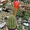 Torch Cactus - Trichocereus grandiflorus