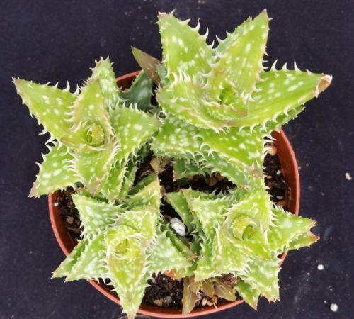 Aloe juvenna