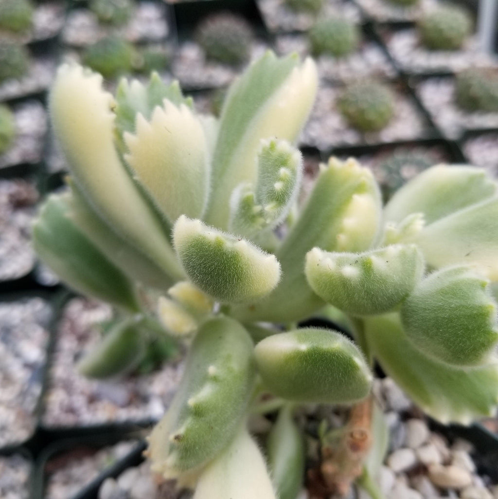 Variegated Bear Paw Succulent - Cotyledon ladismithiensis Variegata