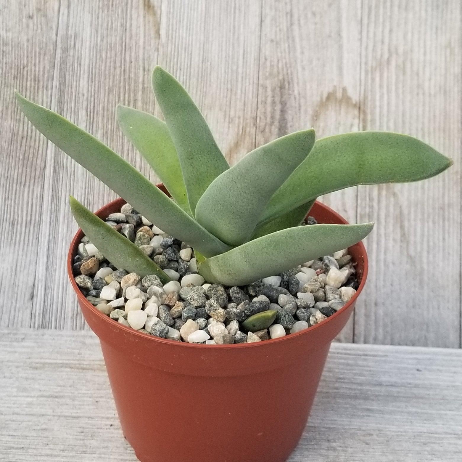 Propeller Plant 'Crassula falcata'