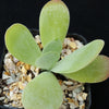 Flapjack Plant ‘Kalanchoe luciae’