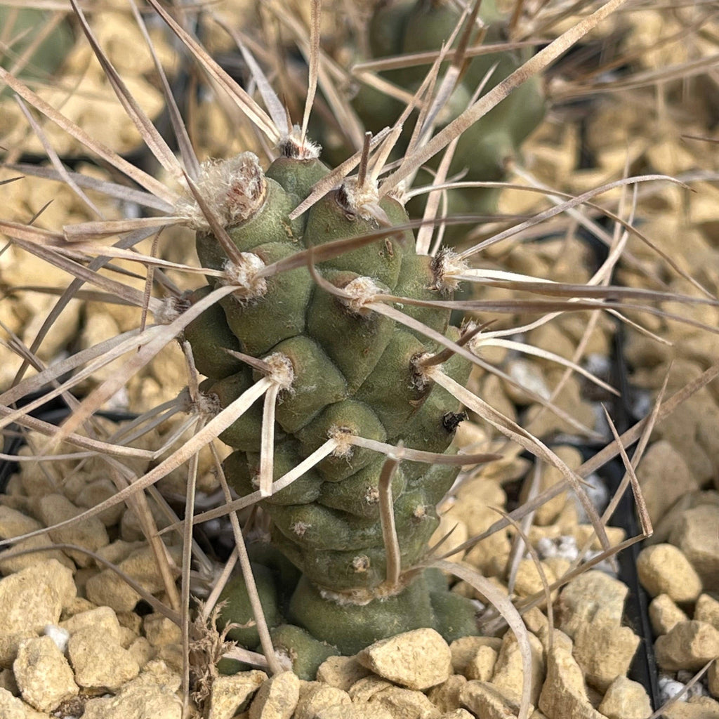 Tephrocactus aoracanthus
