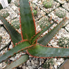 Aloe swordfish