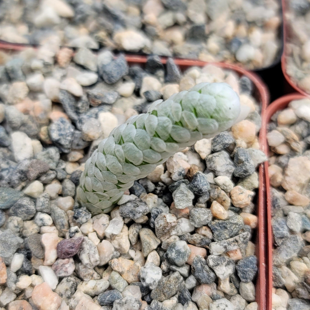 Avonia papyracea namaensis