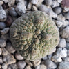 Pseudolithos harardheranus